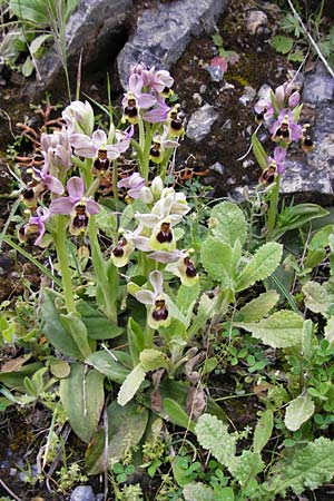 Ophrys leochroma \ Östliche Wespen-Ragwurz / Lion-Maned Orchid, Kreta/Crete,  Arhanes, Jouhtas 30.3.2015 