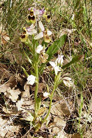 Ophrys leochroma \ Östliche Wespen-Ragwurz / Lion-Maned Orchid, Kreta/Crete,  Armeni 7.4.2015 