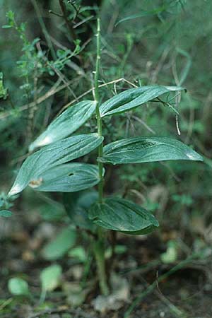 Cephalanthera longifolia \ Schwertblättriges Waldvögelein / Sword-Leaved Helleborine, Kreta/Crete,  Vamvakades 16.5.1991 