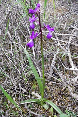 Anacamptis laxiflora \ Lockerblütiges Knabenkraut, Kreta,  Kavousi 11.4.2015 