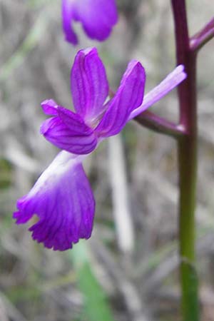 Anacamptis laxiflora \ Lockerblütiges Knabenkraut / Loose-flowered Orchid, Kreta/Crete,  Kavousi 11.4.2015 