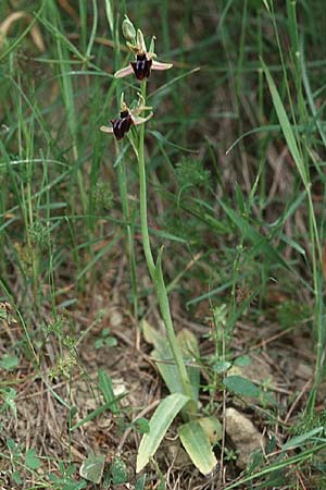 Ophrys doerfleri \ Doerflers Ragwurz, Unechte Busen-Ragwurz, Kreta,  Afrati 24.4.2001 