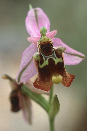 Ophrys episcopalis \ Episcopi-Ragwurz, Kreta,  Pahia Ammos 9.4.1990 