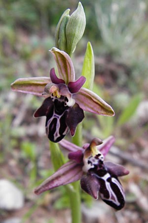 Ophrys cretica / Cretan Bee Orchid, Crete,  Zakros - Gorge 8.4.2015 