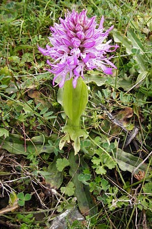 Orchis italica \ Italienisches Knabenkraut, Kreta,  Spili 5.4.2015 