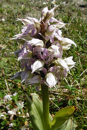 Neotinea lactea \ Milchweißes Knabenkraut / Milky Orchid, Kreta/Crete,  Spili 5.4.2015 