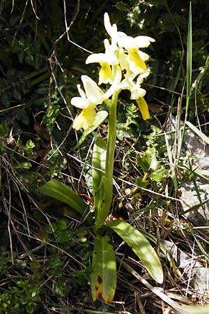 Orchis pauciflora \ Armblütiges Knabenkraut / Few-Flowered Orchid, Kreta/Crete,  Arhanes, Jouhtas 30.3.2015 