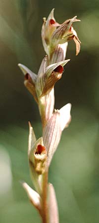 Serapias parviflora \ Kleinblütiger Zungenständel / Small Tongue Orchid, Kreta/Crete,  Vamos 15.4.1990 