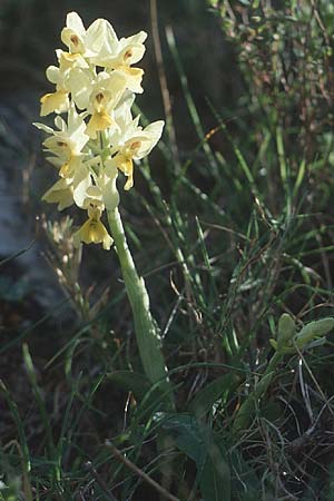 Orchis pauciflora \ Armblütiges Knabenkraut / Few-Flowered Orchid, Kreta/Crete,  Rodovani 6.4.1990 