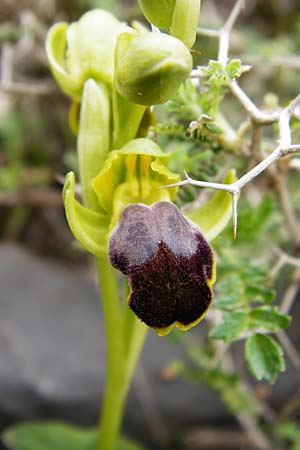 Ophrys phaidra \ Kretische Braune Ragwurz / Cretan Dull Orchid, Kreta/Crete,  Spili 5.4.2015 