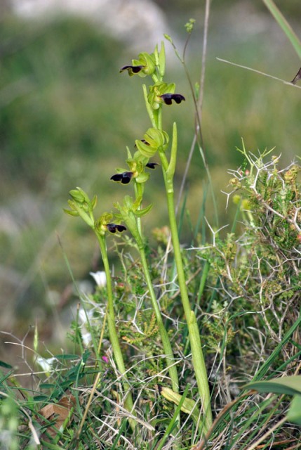 Ophrys phaidra \ Kretische Braune Ragwurz / Cretan Dull Orchid, Kreta/Crete,  Spili 24.4.2010 (Photo: Zissis Antonopoulos)