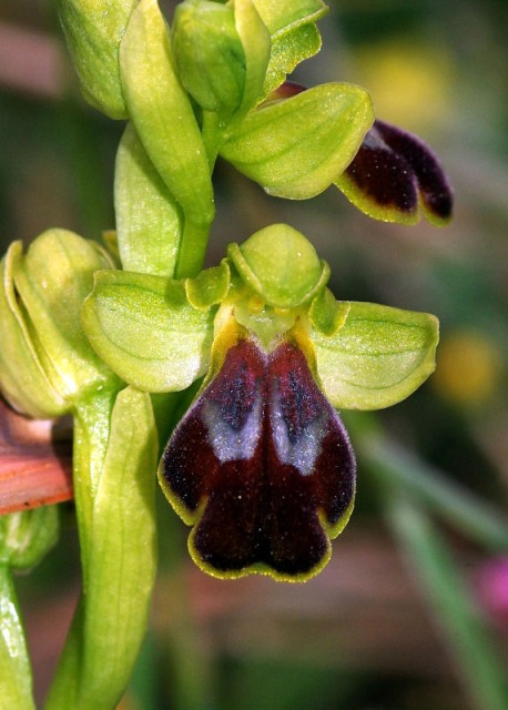 Ophrys phaidra \ Kretische Braune Ragwurz / Cretan Dull Orchid, Kreta/Crete,  Spili 24.4.2010 (Photo: Zissis Antonopoulos)