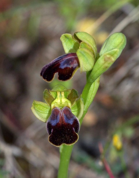 Ophrys phaidra \ Kretische Braune Ragwurz / Cretan Dull Orchid, Kreta/Crete,  Spili 24.4.2010 (Photo: Zissis Antonopoulos)