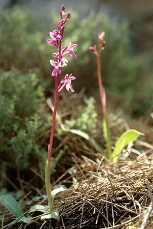 Orchis prisca \ Kreta-Knabenkraut / Crete Orchid, Kreta/Crete,  Thripti 23.4.2001 
