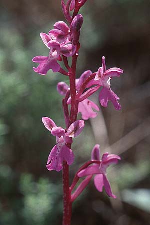 Orchis prisca \ Kreta-Knabenkraut / Crete Orchid, Kreta/Crete,  Thripti 23.4.2001 