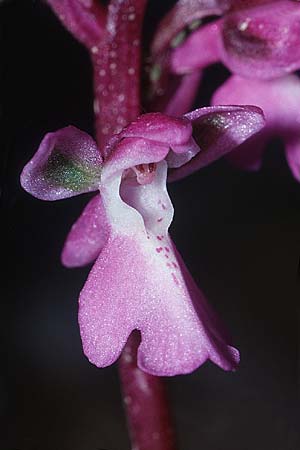 Orchis prisca \ Kreta-Knabenkraut / Crete Orchid, Kreta/Crete,  Thripti 23.4.2001 