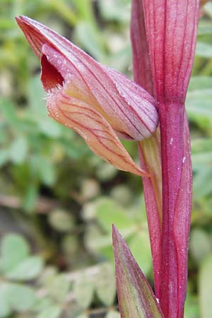 Serapias bergonii \ Lockerblütiger Zungenständel / Bergon's Serapias, Kreta/Crete,  Kavousi 11.4.2015 