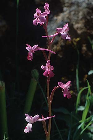 Orchis sezikiana \ Seziks Knabenkraut / Sezik's Orchid, Kreta/Crete,  Kritsa 8.5.1991 