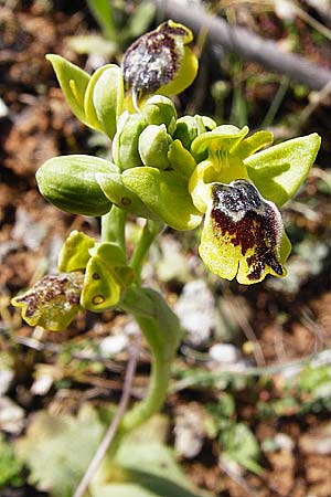 Ophrys sicula \ Kleine Gelbe Ragwurz, Kreta,  Arhanes, Jouhtas 30.3.2015 