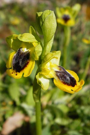 Ophrys sicula / Sicilian Bee Orchid, Crete,  Armeni 7.4.2015 