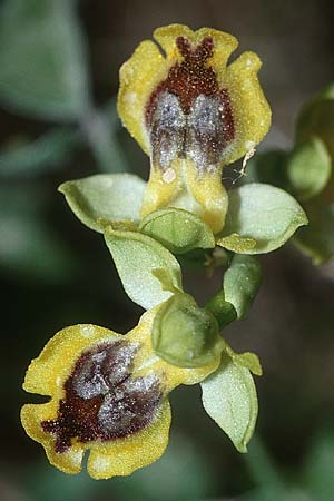 Ophrys sicula / Sicilian Bee Orchid, Crete,  Rodovani 21.4.2001 