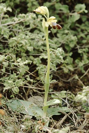 Ophrys sitiaca \ Sitia-Ragwurz, Kreta,  Phaistos 10.2.2002 