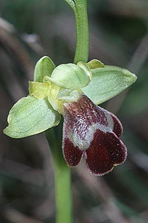 Ophrys sitiaca \ Sitia-Ragwurz, Kreta,  Arhanes, Jouhtas 13.2.2002 