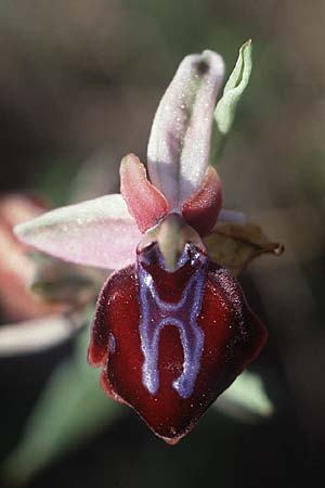 Ophrys spruneri / Spruner's Orchid, Crete,  Rodovani 6.4.1990 