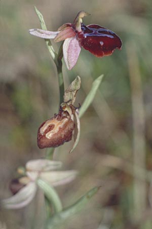 Ophrys spruneri / Spruner's Orchid, Crete,  Rodovani 6.4.1990 