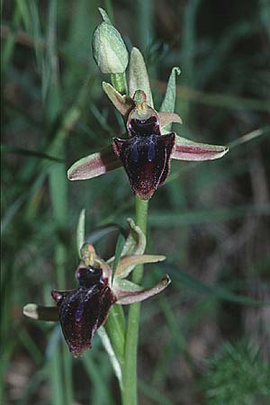 Ophrys doerfleri \ Doerflers Ragwurz, Unechte Busen-Ragwurz / Doerfler's Orchid, Kreta/Crete,  Afrati 24.4.2001 