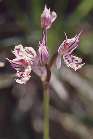 Neotinea commutata subsp. angelica \ Dreizähniges Knabenkraut / Toothed Orchid, Kreta/Crete,  Gerakari 19.4.2001 