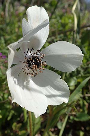 Anemone coronaria / Poppy Anemone, Crown Anemone, Chios Chios 28.3.2016