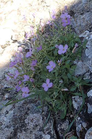 Aubrieta deltoidea \ Blaukissen, Chios Viki 31.3.2016