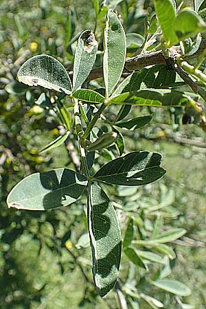 Anagyris foetida \ Stinkstrauch / Mediterranean Stinkbush, Stinking Bean Trefoil, Chios Viki 31.3.2016