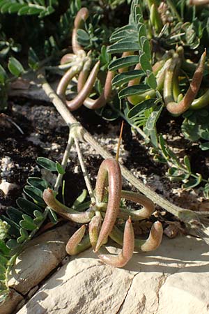 Astragalus hamosus \ Haken-Tragant / Southern Milk-Vetch, Chios Anavatos 28.3.2016