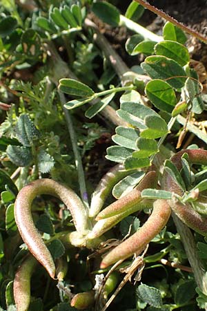 Astragalus hamosus \ Haken-Tragant / Southern Milk-Vetch, Chios Anavatos 28.3.2016