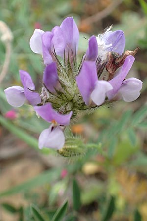 Bituminaria bituminosa \ Asphalt-Klee / Pitch Trefoil, Chios Mesta 2.4.2016