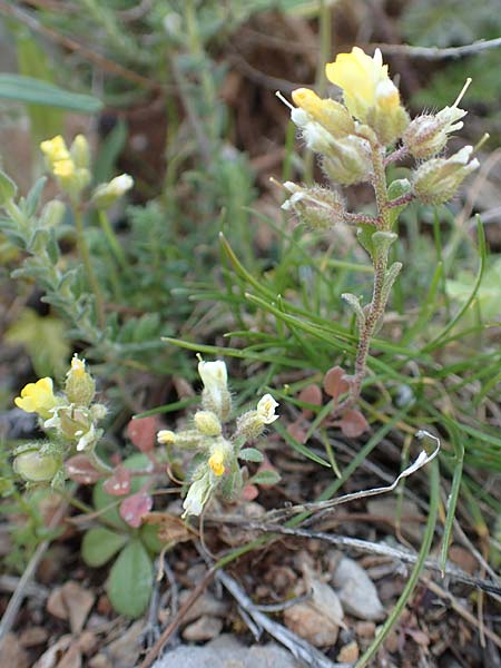 Alyssum fulvescens \ Brunliches Steinkraut / Brownish Alison, Chios Anavatos 28.3.2016