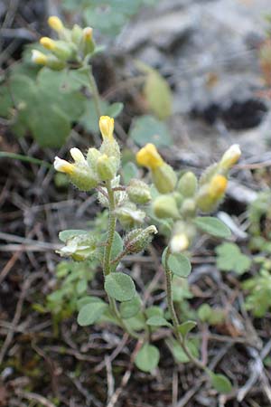 Alyssum fulvescens \ Brunliches Steinkraut / Brownish Alison, Chios Anavatos 28.3.2016