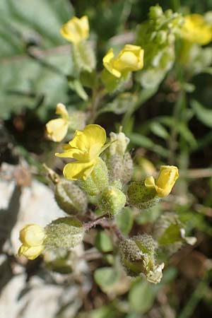 Alyssum fulvescens \ Brunliches Steinkraut / Brownish Alison, Chios Viki 30.3.2016