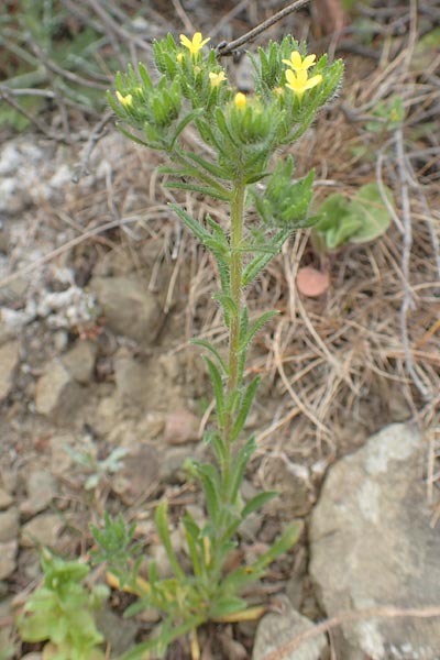 Neatostema apulum \ Apulischer Steinsame, Chios Mesta 2.4.2016