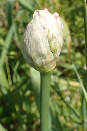 Allium nigrum \ Schwarzer Lauch / Black Garlic, Broad-Leaved Leek, Chios Pirgi 1.4.2016