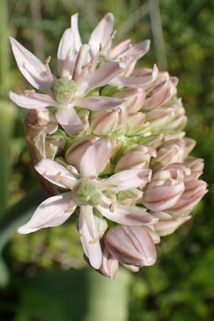 Allium nigrum / Black Garlic, Broad-Leaved Leek, Chios Pirgi 1.4.2016