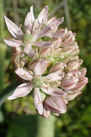 Allium nigrum \ Schwarzer Lauch / Black Garlic, Broad-Leaved Leek, Chios Pirgi 1.4.2016