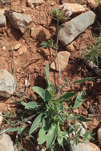 Anthyllis vulneraria subsp. praepropera \ Roter Wundklee, Chios Olimbi, Agios Dynami 1.4.2016