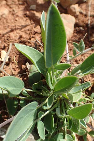 Anthyllis vulneraria subsp. praepropera \ Roter Wundklee, Chios Olimbi, Agios Dynami 1.4.2016