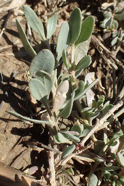 Halimione portulacoides \ Portulak-Keilmelde, Strand-Salzmelde / Sea Purslane, Chios Kato Fana 29.3.2016