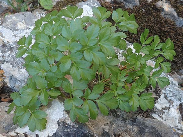 Lecokia cretica / Cretan Lecokia, Chios Viki 31.3.2016