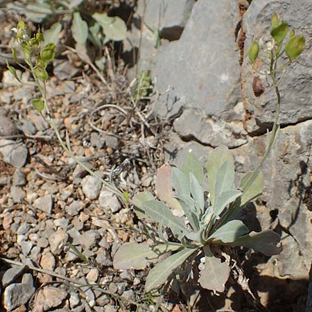 Aurinia saxatilis subsp. orientalis \ stliches Felsen-Steinkraut / Basket of Gold, Goldentuft Alyssum, Chios Anavatos 28.3.2016