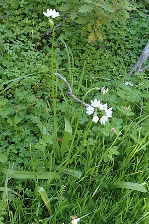 Allium neapolitanum \ Neapolitanischer Lauch / White Garlic, Chios Viki 31.3.2016